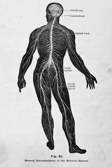 Illustration of the Nervous System