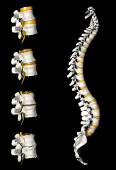 Spinal images